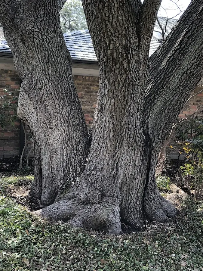 Mature heritage tree close to a Mount Vernon property cared for by certified arborists